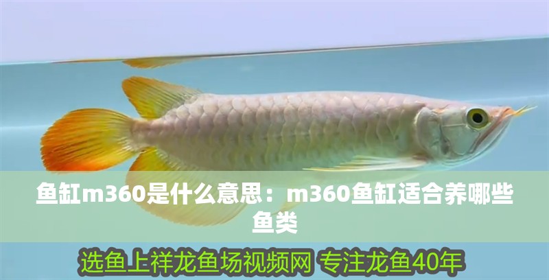 魚缸m360是什么意思：m360魚缸適合養(yǎng)哪些魚類