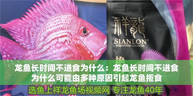 龍魚長時間不進食為什么：龍魚長時間不進食為什么可能由多種原因引起龍魚拒食