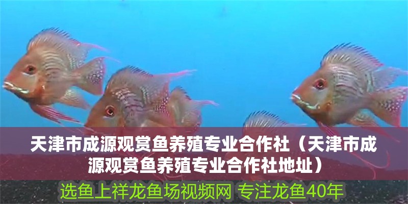 天津市成源觀賞魚養殖專業合作社（天津市成源觀賞魚養殖專業合作社地址）