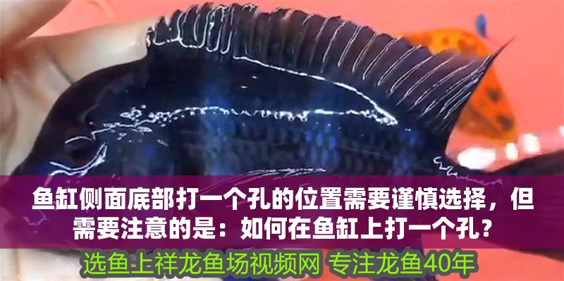 魚缸側面底部打一個孔的位置需要謹慎選擇，但需要注意的是：如何在魚缸上打一個孔？ 魚缸側面底部打一個孔的位置需要謹慎選擇，但需要注意的是：如何在魚缸上打一個孔？ 魚缸百科