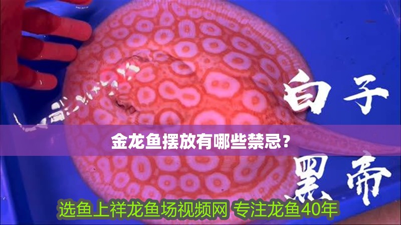 金龍魚擺放有哪些禁忌？