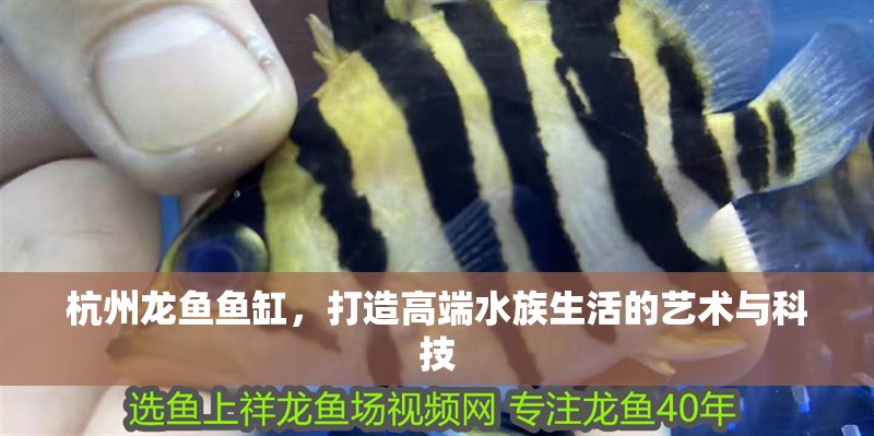 杭州龍魚魚缸，打造高端水族生活的藝術(shù)與科技