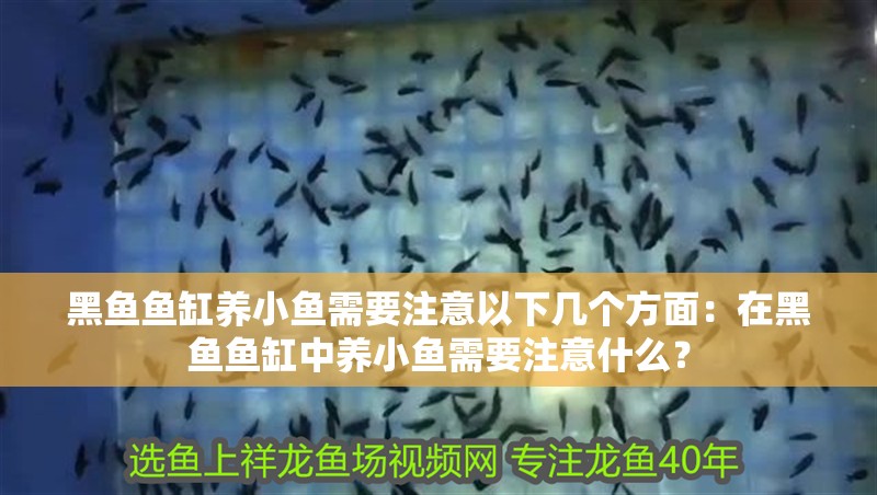 黑魚魚缸養小魚需要注意以下幾個方面：在黑魚魚缸中養小魚需要注意什么？