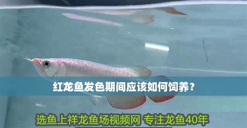 紅龍魚發色期間應該如何飼養？