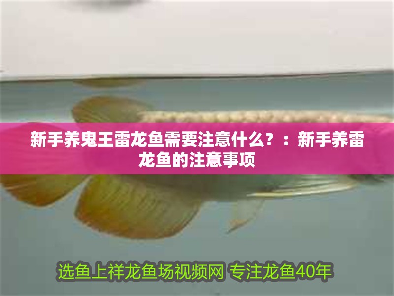 新手養鬼王雷龍魚需要注意什么？：新手養雷龍魚的注意事項