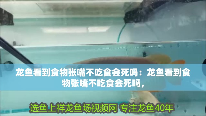 龍魚看到食物張嘴不吃食會死嗎：龍魚看到食物張嘴不吃食會死嗎，