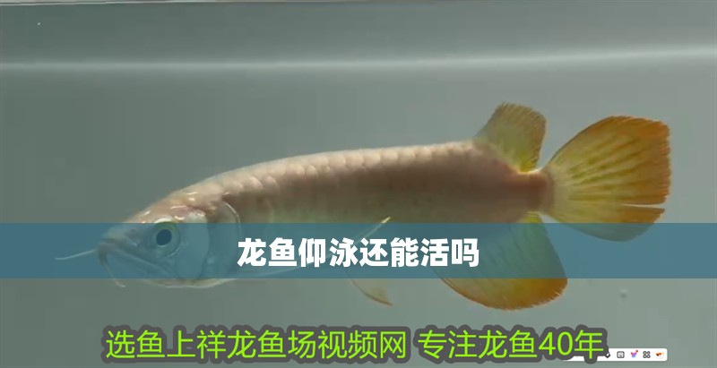龍魚仰泳還能活嗎