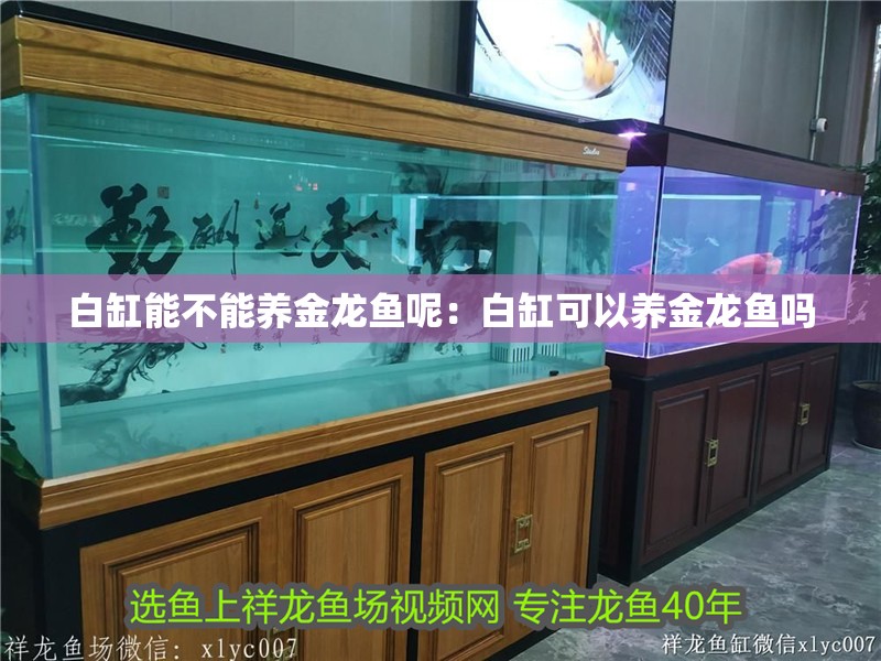 白缸能不能養金龍魚呢：白缸可以養金龍魚嗎 白缸能不能養金龍魚呢：白缸可以養金龍魚嗎 龍魚百科