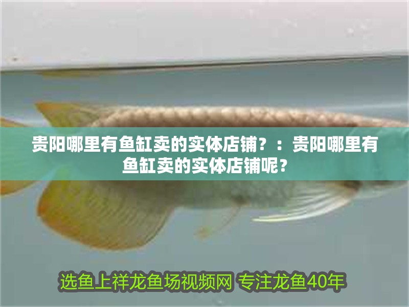 貴陽哪里有魚缸賣的實體店鋪？：貴陽哪里有魚缸賣的實體店鋪呢？