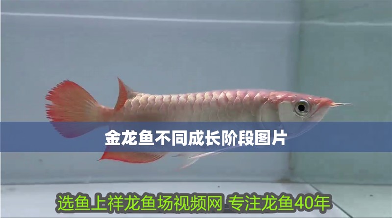 金龍魚不同成長階段圖片