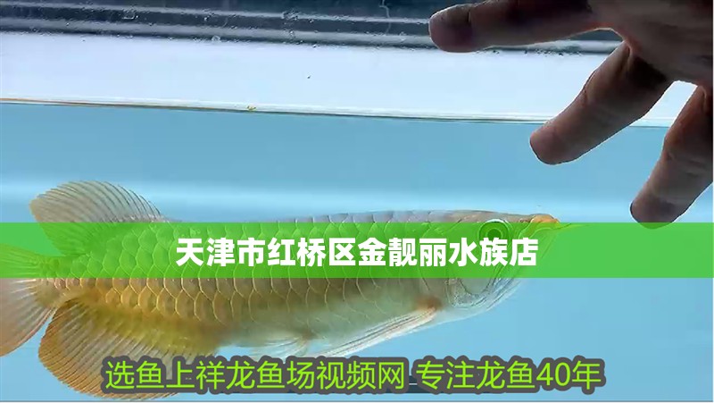 天津市紅橋區(qū)金靚麗水族店
