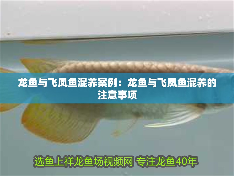 龍魚與飛鳳魚混養案例：龍魚與飛鳳魚混養的注意事項