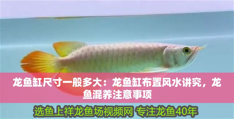 龍魚缸尺寸一般多大：龍魚缸布置風水講究，龍魚混養注意事項