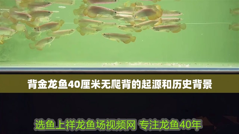 背金龍魚40厘米無爬背的起源和歷史背景