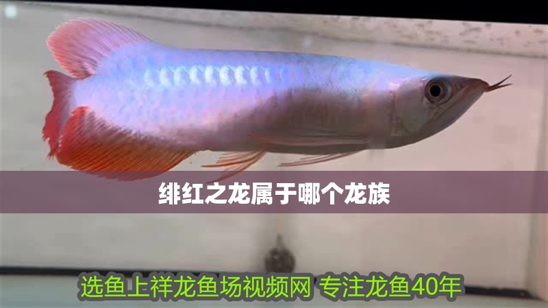 紅龍魚用黃燈烤有用嗎 緋紅之龍屬于哪個龍族 龍魚論壇 緋紅之龍屬于哪個龍族 緋紅之龍屬于哪個龍族 龍魚論壇