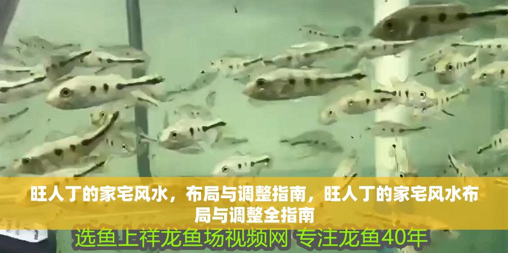 旺人丁的家宅風水，布局與調整指南，旺人丁的家宅風水布局與調整全指南