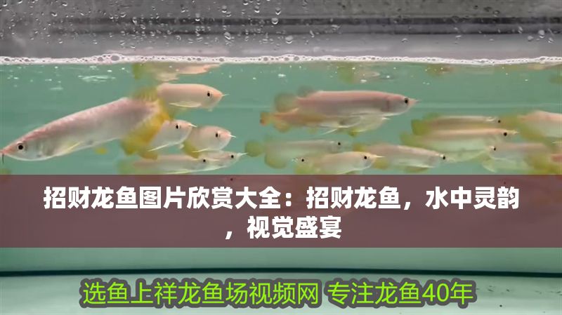 招財龍魚圖片欣賞大全：招財龍魚，水中靈韻，視覺盛宴