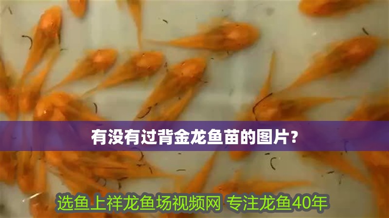 有沒有過背金龍魚苗的圖片？
