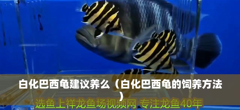 白化巴西龜建議養(yǎng)么（白化巴西龜?shù)娘曫B(yǎng)方法）