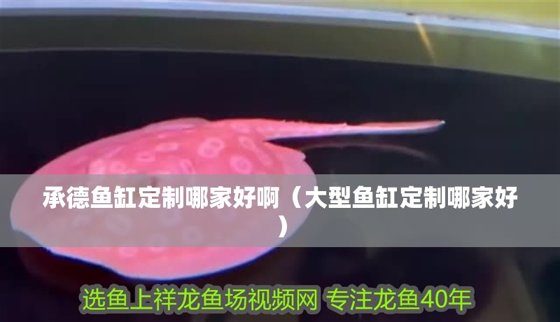 承德魚缸定制哪家好啊（大型魚缸定制哪家好）