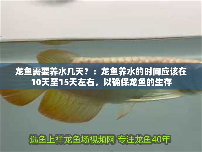 龍魚需要養水幾天？：龍魚養水的時間應該在10天至15天左右，以確保龍魚的生存