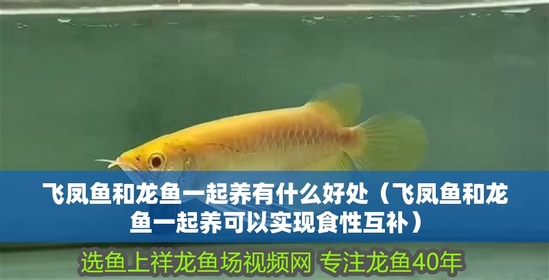飛鳳魚和龍魚一起養有什么好處（飛鳳魚和龍魚一起養可以實現食性互補）