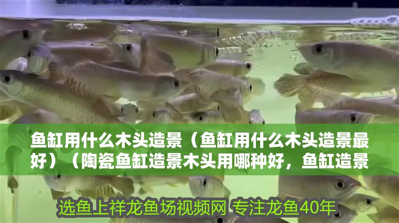 魚缸用增氧泵價格是多少:魚缸增氧機-xtrac增氧機-xtrac增氧機 魚缸用什么木頭造景(魚缸用什么木頭造景最好)(陶瓷魚缸造景木頭用哪種好,魚缸造景木頭用哪種好) 魚缸百科 魚缸用什么木頭造景(魚缸用什么木頭造景最好)(陶瓷魚缸造景木頭用哪種好,魚缸造景木頭用哪種好) 魚缸用什么木頭造景(魚缸用什么木頭造景最好)(陶瓷魚缸造景木頭用哪種好,魚缸造景木頭用哪種好) 魚缸百科