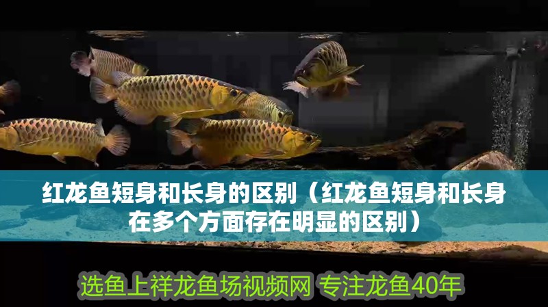 紅龍魚短身和長身的區別（紅龍魚短身和長身在多個方面存在明顯的區別）