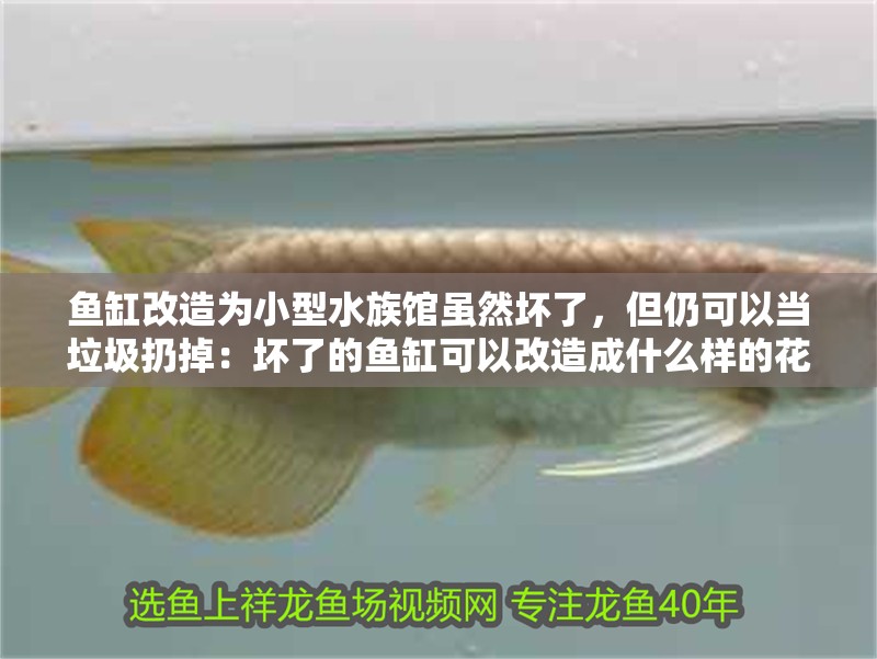 魚缸改造為小型水族館雖然壞了，但仍可以當(dāng)垃圾扔掉：壞了的魚缸可以改造成什么樣的花盆？