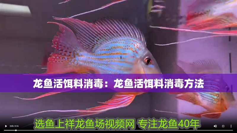 龍魚活餌料消毒：龍魚活餌料消毒方法 龍魚活餌料消毒：龍魚活餌料消毒方法 龍魚百科