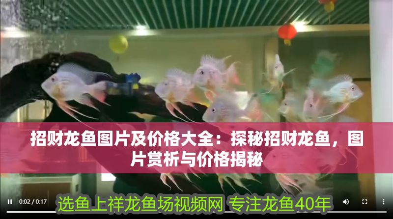 招財龍魚圖片及價格大全：探秘招財龍魚，圖片賞析與價格揭秘