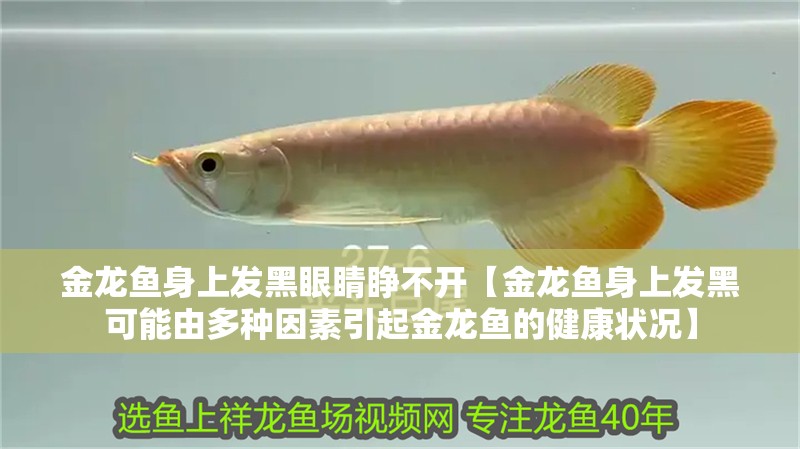 金龍魚身上發黑眼睛睜不開【金龍魚身上發黑可能由多種因素引起金龍魚的健康狀況】