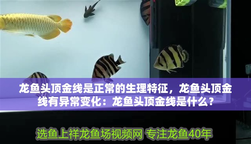 龍魚頭頂金線是正常的生理特征，龍魚頭頂金線有異常變化：龍魚頭頂金線是什么？ 龍魚頭頂金線是正常的生理特征，龍魚頭頂金線有異常變化：龍魚頭頂金線是什么？ 龍魚百科
