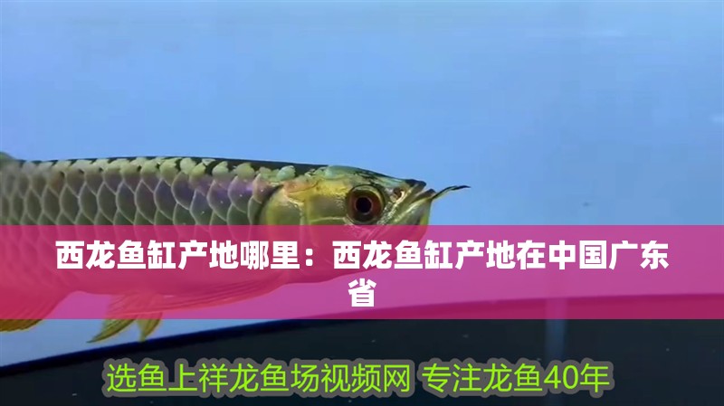 西龍魚缸產地哪里：西龍魚缸產地在中國廣東省