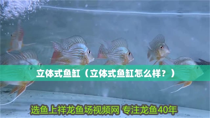 立體式魚缸（立體式魚缸怎么樣？）