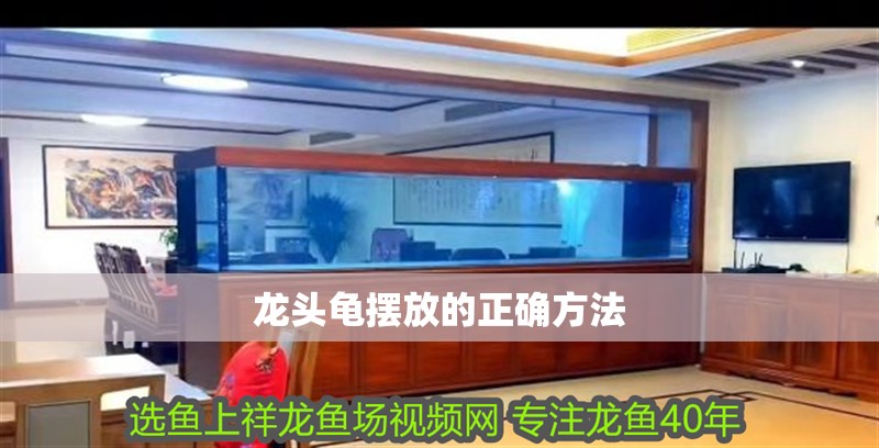 龍頭龜擺放的正確方法