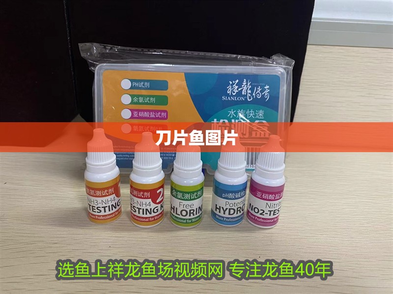 刀片魚圖片