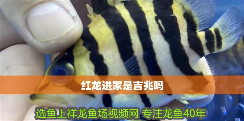 紅龍進家是吉兆嗎 紅龍進家是吉兆嗎 龍魚論壇