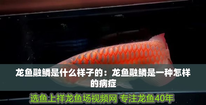 龍魚(yú)融鱗是什么樣子的：龍魚(yú)融鱗是一種怎樣的病癥