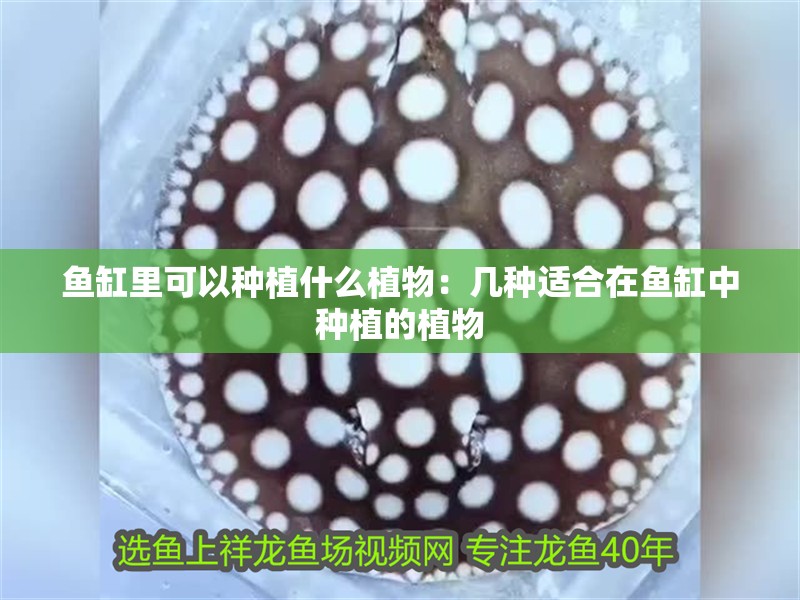 魚缸里可以種植什么植物：幾種適合在魚缸中種植的植物