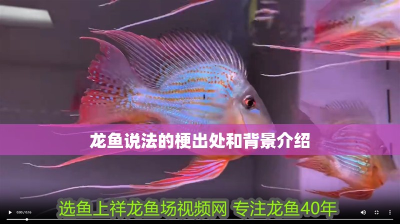 龍魚說法的梗出處和背景介紹