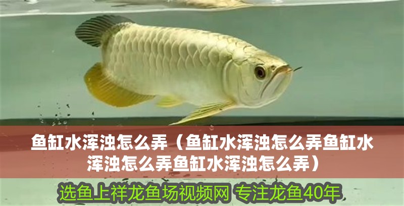 魚缸水渾濁怎么弄（魚缸水渾濁怎么弄魚缸水渾濁怎么弄魚缸水渾濁怎么弄）