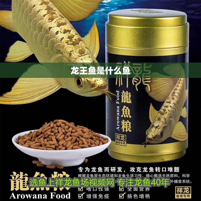 龍王魚是什么魚 龍王魚是什么魚 龍魚論壇