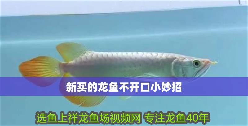 新買的龍魚不開口小妙招