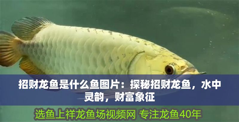 招財龍魚是什么魚圖片：探秘招財龍魚，水中靈韻，財富象征