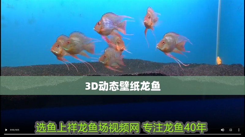 3D動態壁紙龍魚