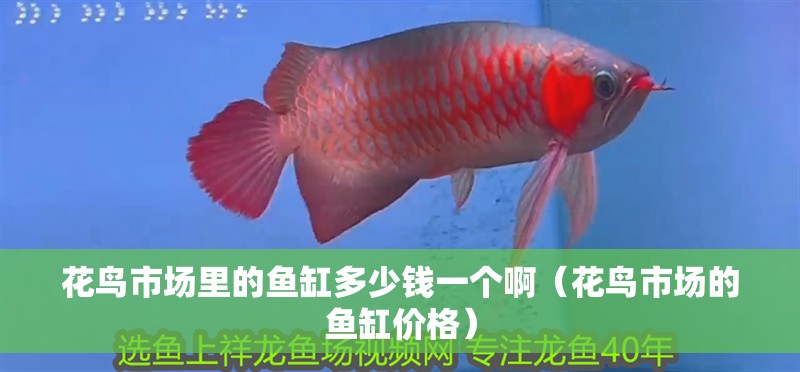 花鳥市場(chǎng)里的魚缸多少錢一個(gè)啊（花鳥市場(chǎng)的魚缸價(jià)格）