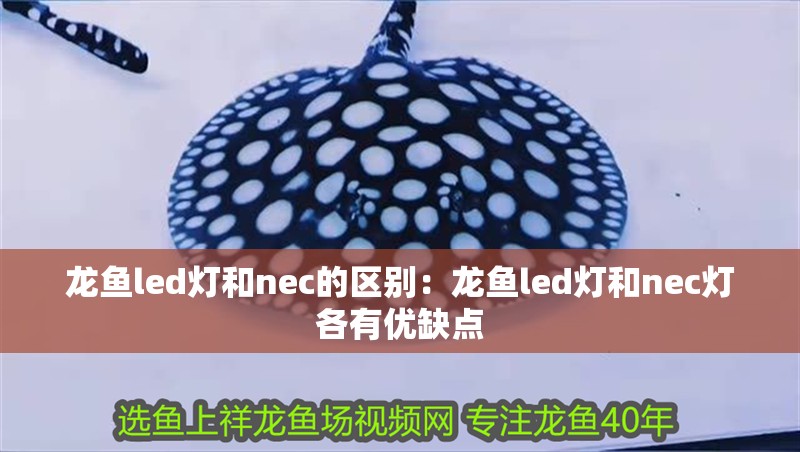 龍魚led燈和nec的區別：龍魚led燈和nec燈各有優缺點