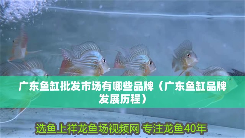 廣東魚缸批發市場有哪些品牌（廣東魚缸品牌發展歷程） 廣東魚缸批發市場有哪些品牌（廣東魚缸品牌發展歷程） 魚缸百科
