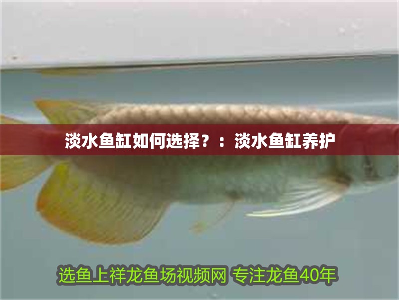 淡水魚缸如何選擇？：淡水魚缸養護